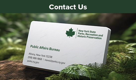 Contact Us. A white business card sitting on a pine tree branch. On the business card is a green maple leaf and green text that reads, "New York State Parks, Recreation, and Historic Preservation" located in the upper right-hand corner. On the lower left-hand corner in green text is the text, "Public Affairs Bureau, 625 Broadway, Albany, NY 12238 518-486-1868 | news@parks.ny.gov, www.parks.ny.gov."